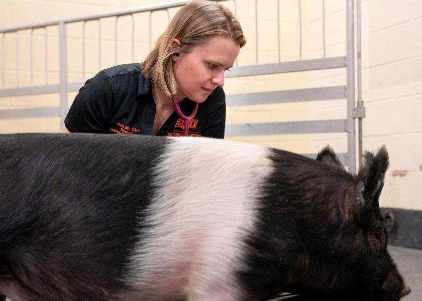 Livestock Show Prep The Importance of a Certificate of Veterinary Inspection Pork Business